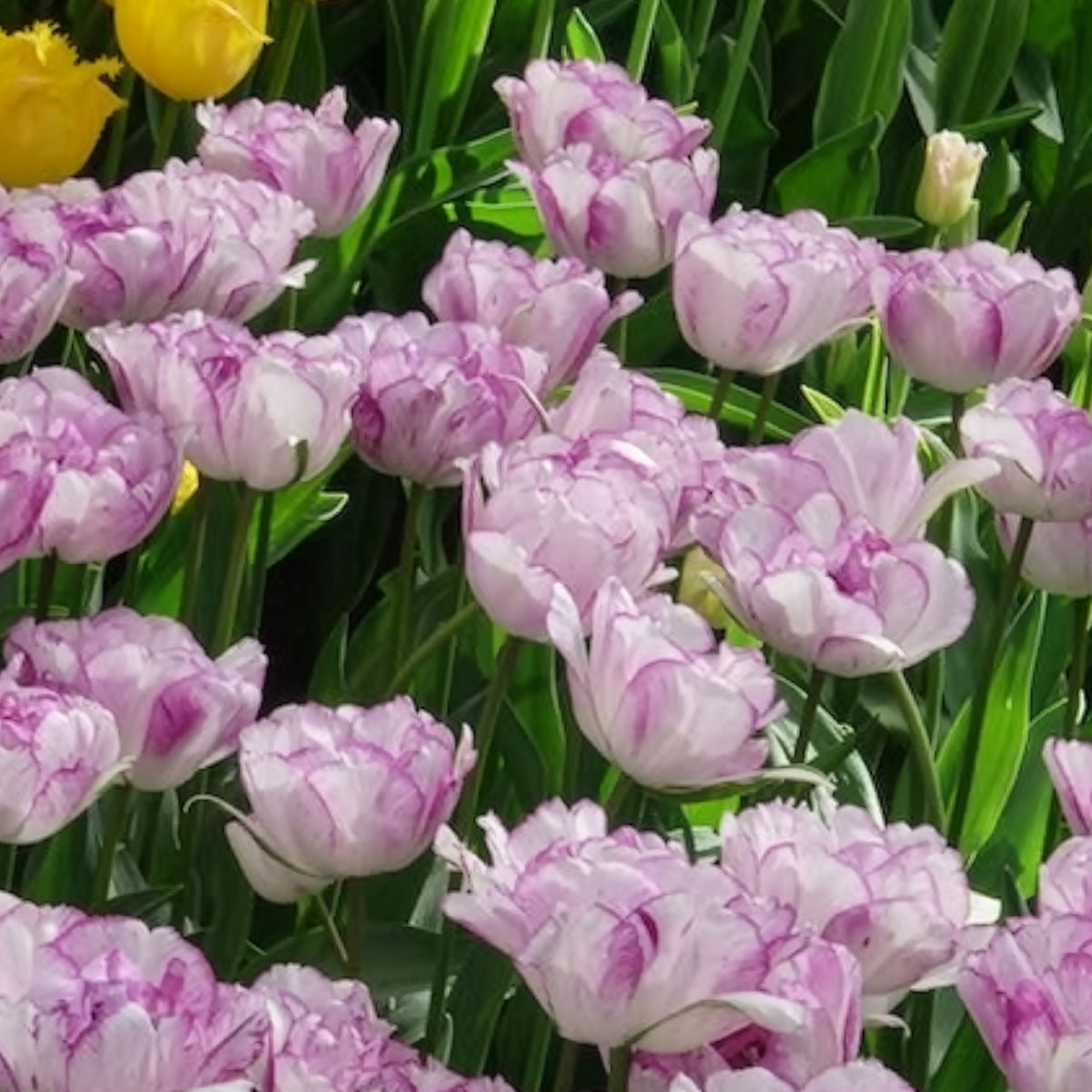 Tulipa Shirley Double - 5 Tulipes à fleurs de pivoine Shirleydouble - Bulbes de Tulipe