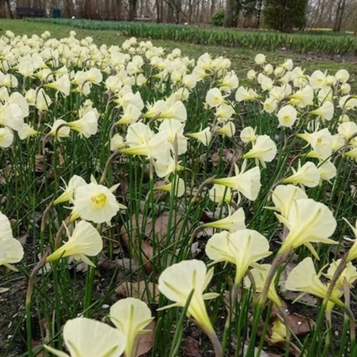 10 Narcisses Artic Bells - Narcissus artic bells - Bakker