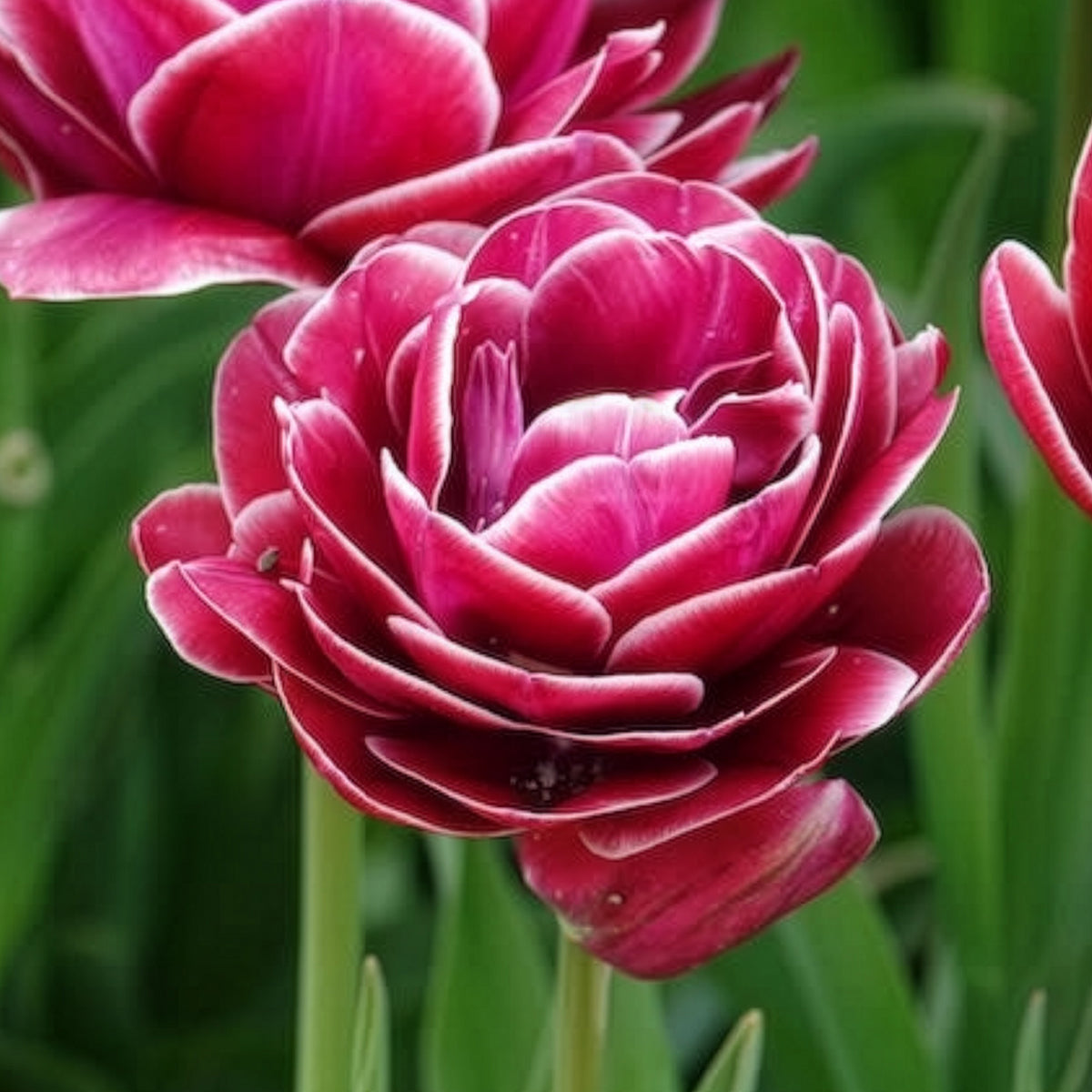 Vente 7 Tulipes à fleurs de pivoine Dream Touch - Tulipa Dream Touch