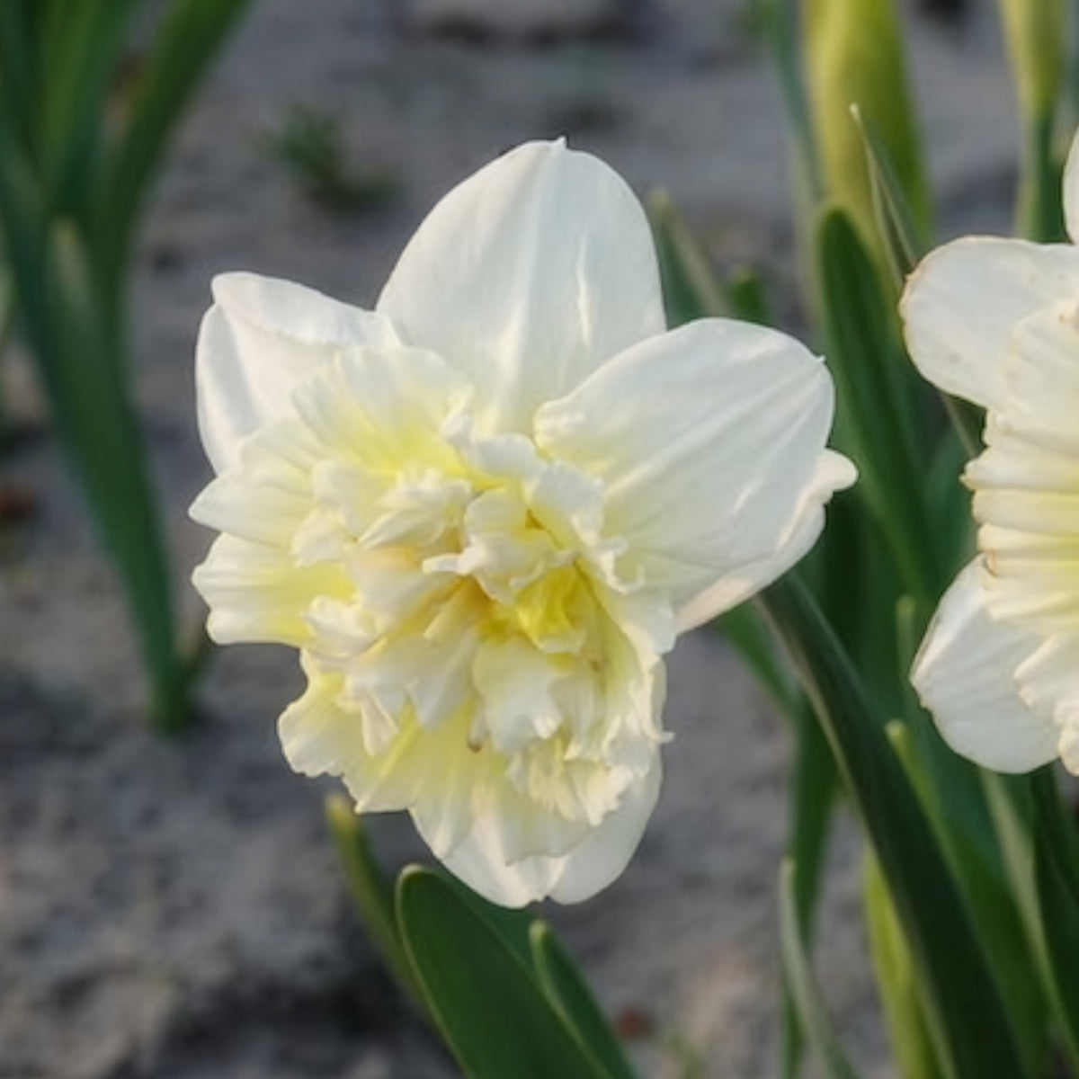 Narcissus ice king - 5 Narcisses Ice Kings - Bulbes de Narcisse