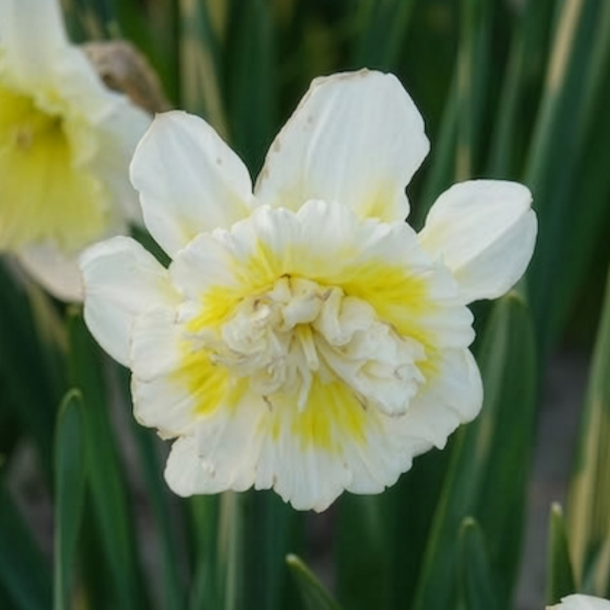 Vente 5 Narcisses Ice Kings - Narcissus ice king