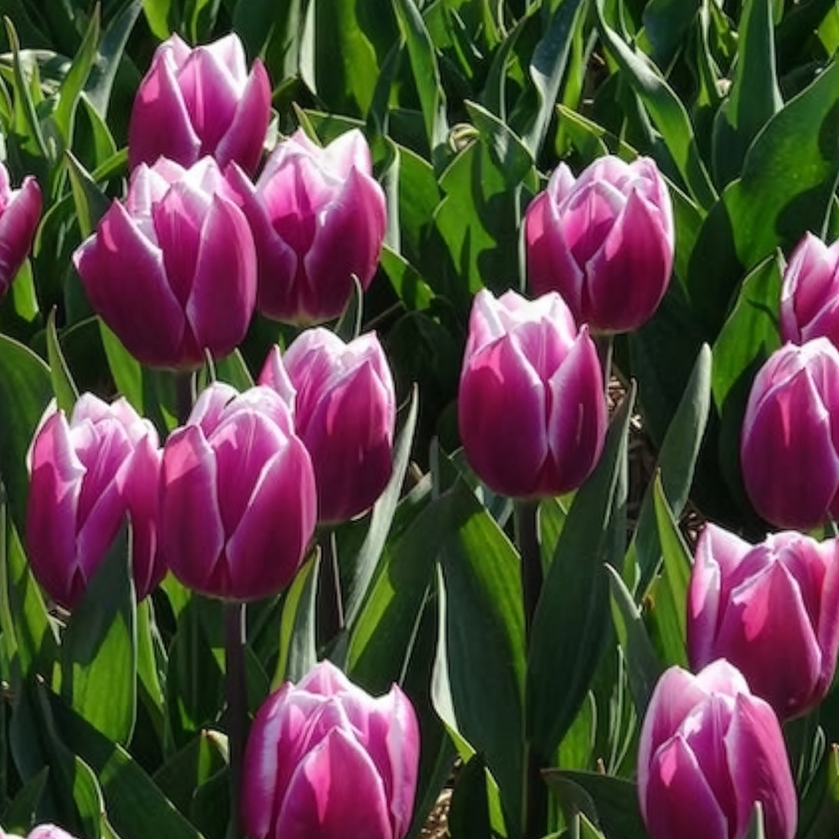 Vente 10 Tulipes Triomphe Synaeda blue - Bulbes de Tulipe