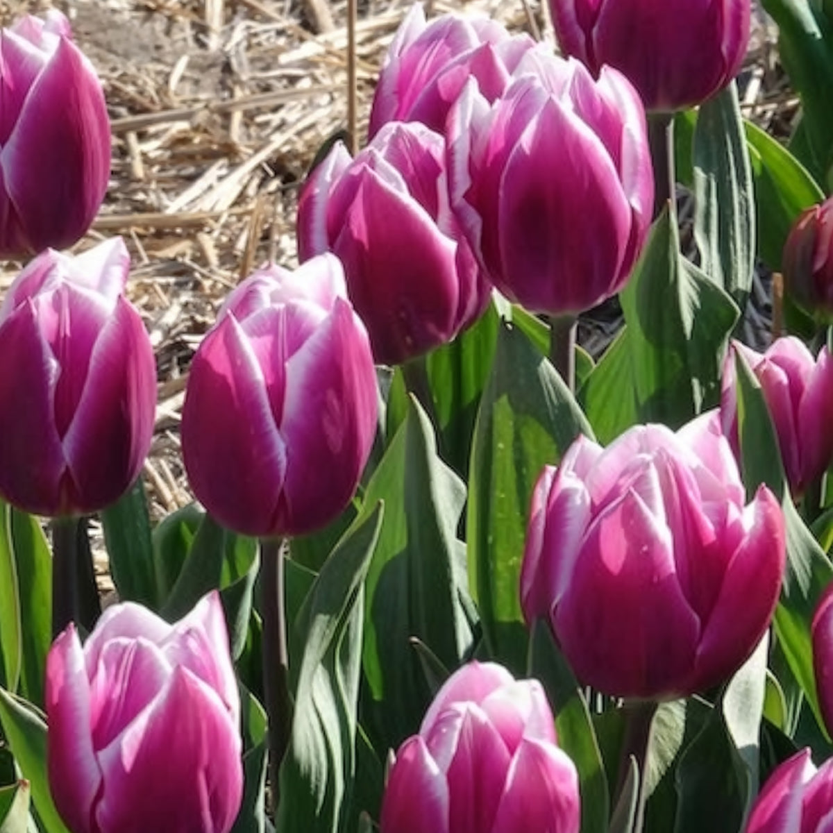 Bulbes de Tulipe - 10 Tulipes Triomphe Synaeda blue - Tulipa Synaeda Blue