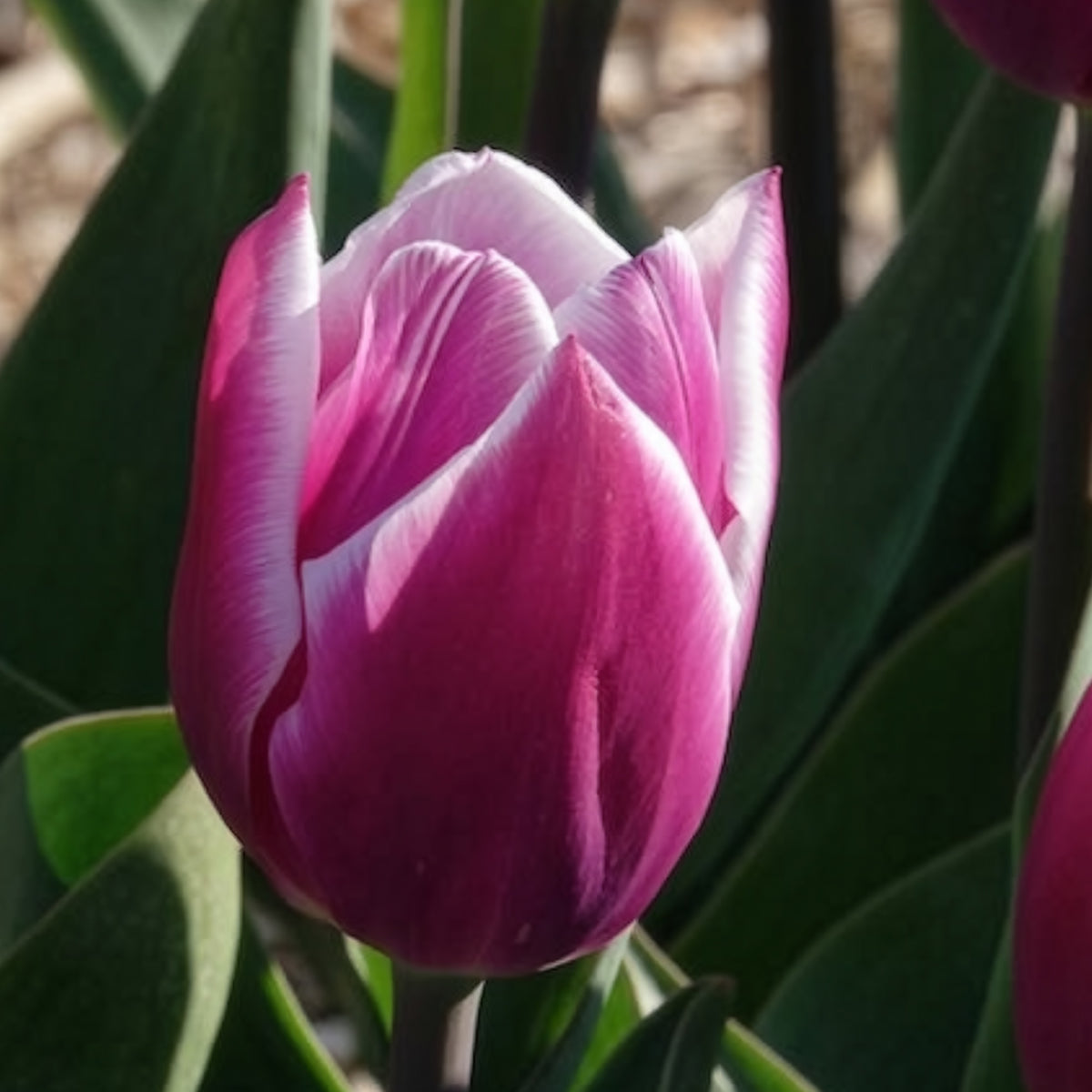 Vente 10 Tulipes Triomphe Synaeda blue