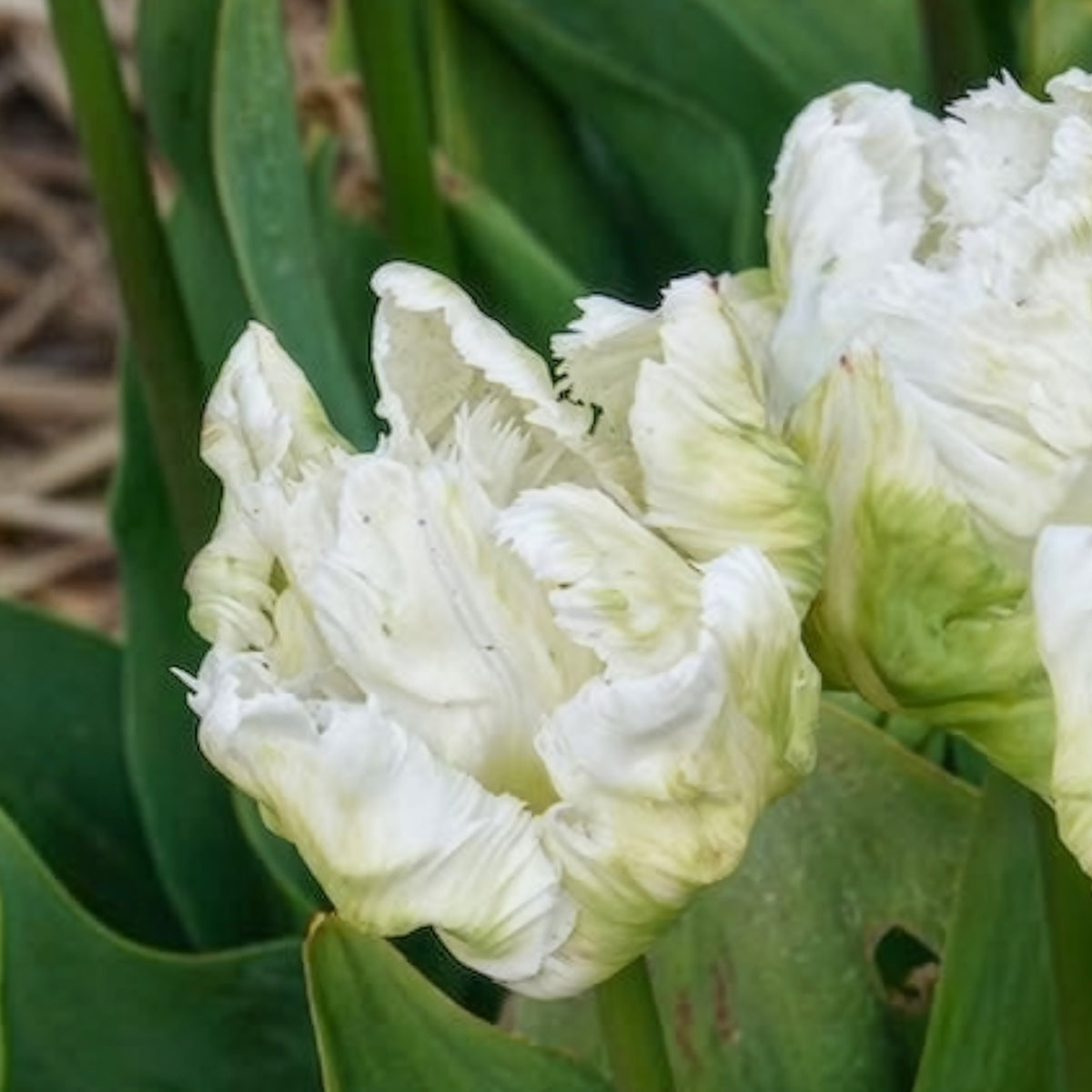 Bulbes de Tulipe - 7 Tulipes perroquet White Parrot - Tulipa 'white parrot'