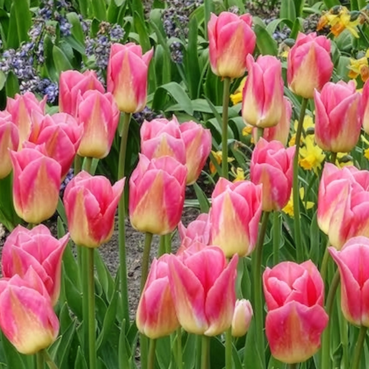Bulbes de Tulipe - 7 Tulipes Triomphe Tom Pouce - Tulipa 'tom pouce'