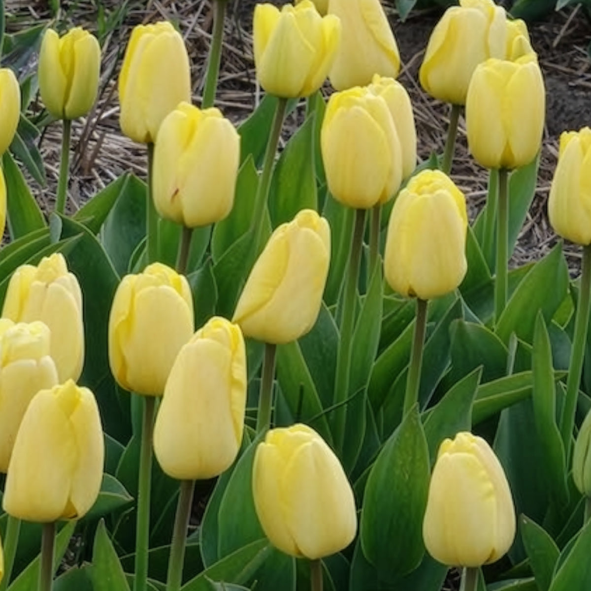 Vente 10 Tulipes Darwin Golden parade