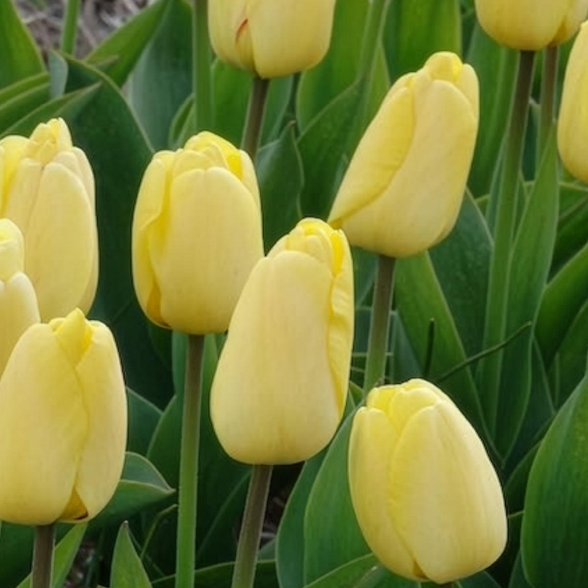 Tulipa 'golden parade' - 10 Tulipes Darwin Golden parade - Bulbes de Tulipe