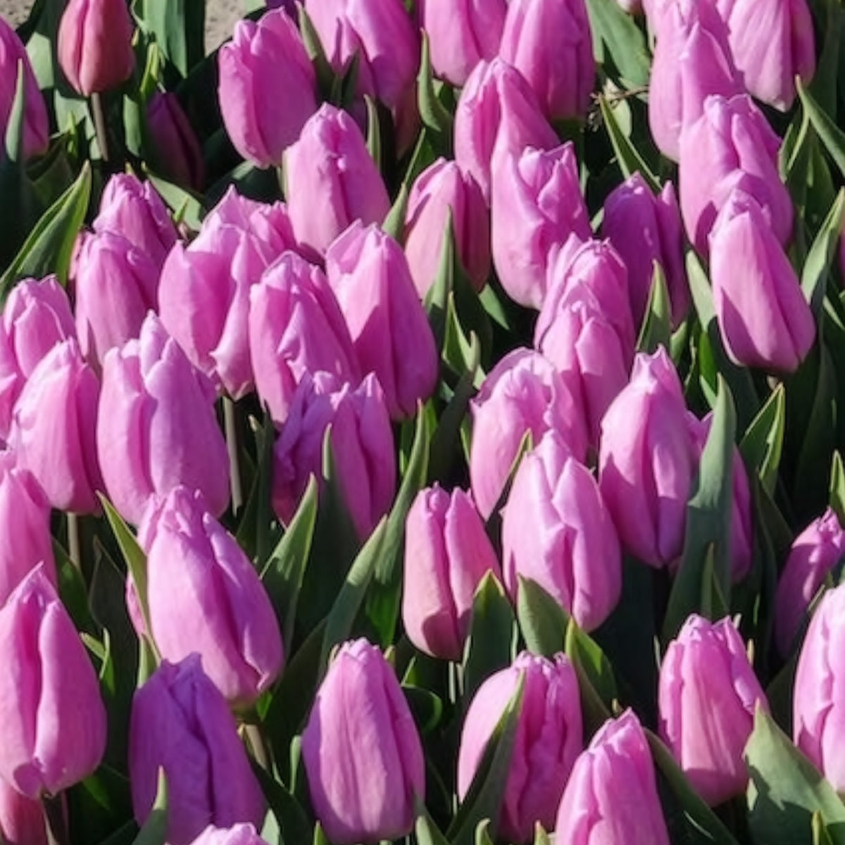 Bulbes de Tulipe - 10 Tulipes Triomphe Candy Prince - Tulipa 'candy prince'