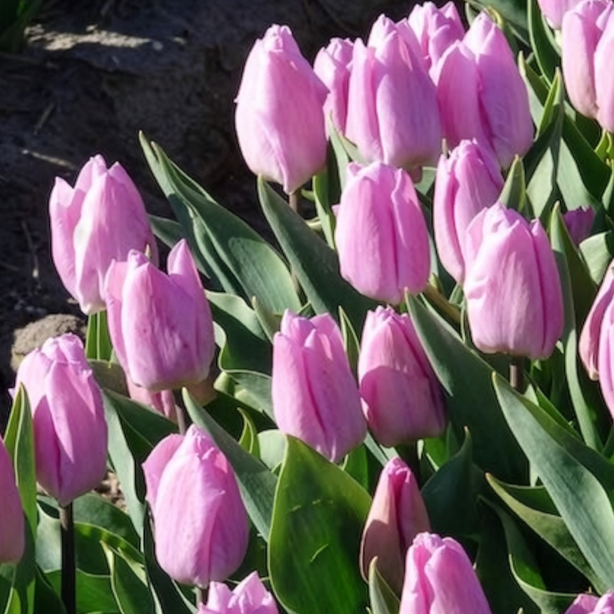 10 Tulipes Triomphe Candy Prince - Tulipa 'candy prince' - Bakker