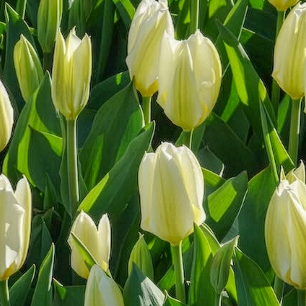 Vente Bulbes de Tulipe - 10 Tulipes Fosteriana Purissima