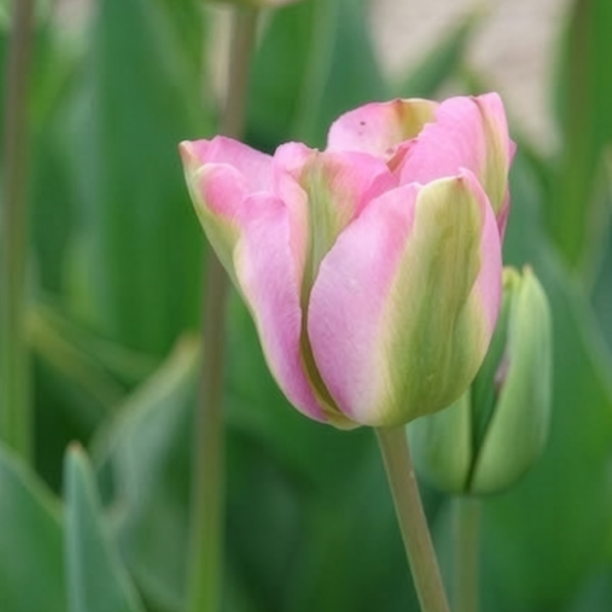 Tulipa 'groenland' - 7 Tulipes Viridiflora Groenland - Bulbes de Tulipe
