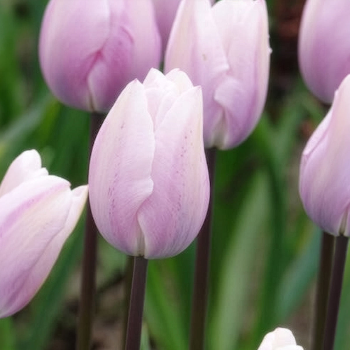 Tulipa 'silver cloud' - 7 Tulipes Triomphe Silver Cloud - Bulbes de Tulipe