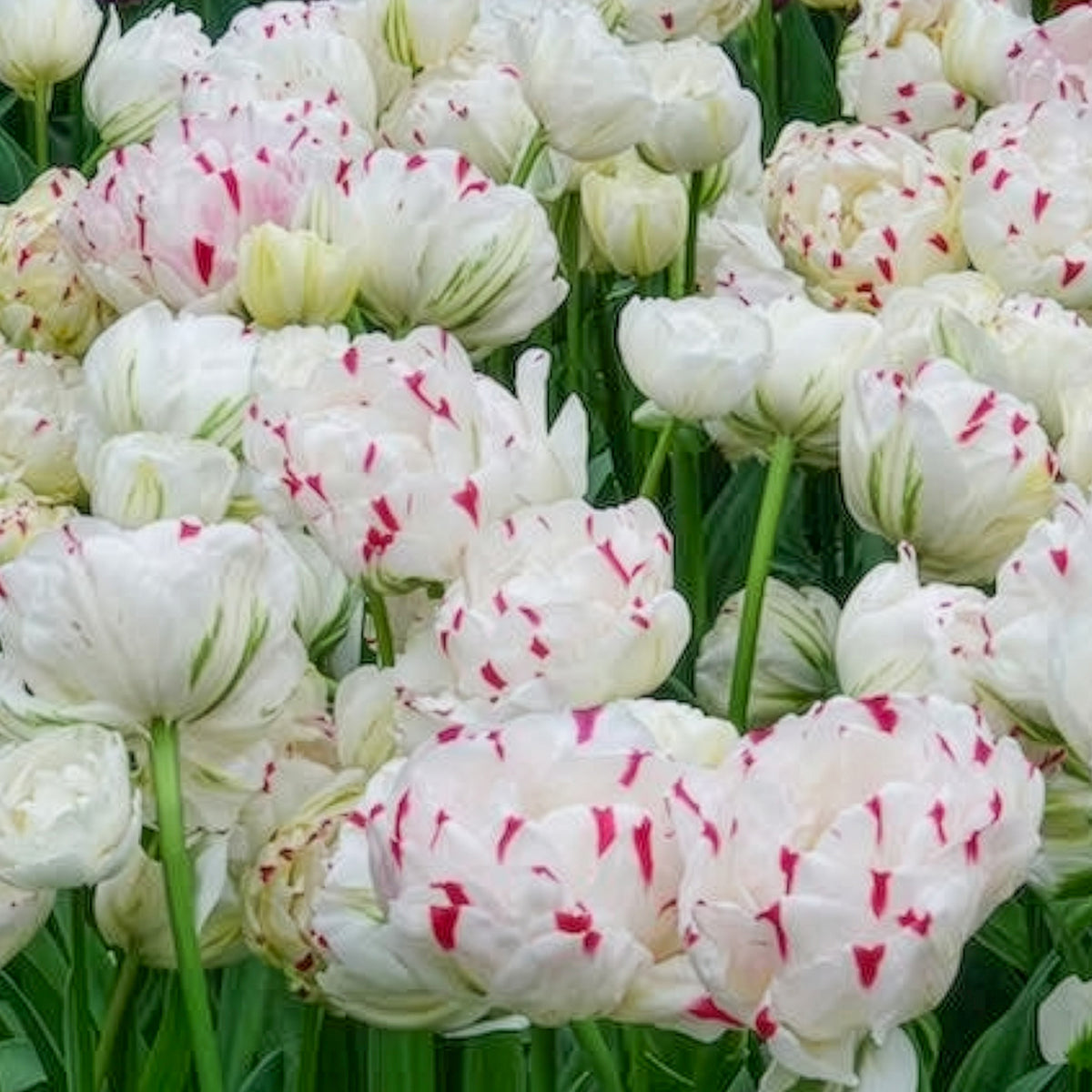 Bulbes de Tulipe - 7 Tulipes double Dance line - Tulipa Danceline