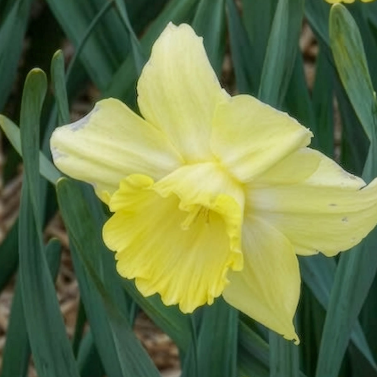 5 Narcisses à grande couronne Avalon - Narcissus Avalon - Bakker