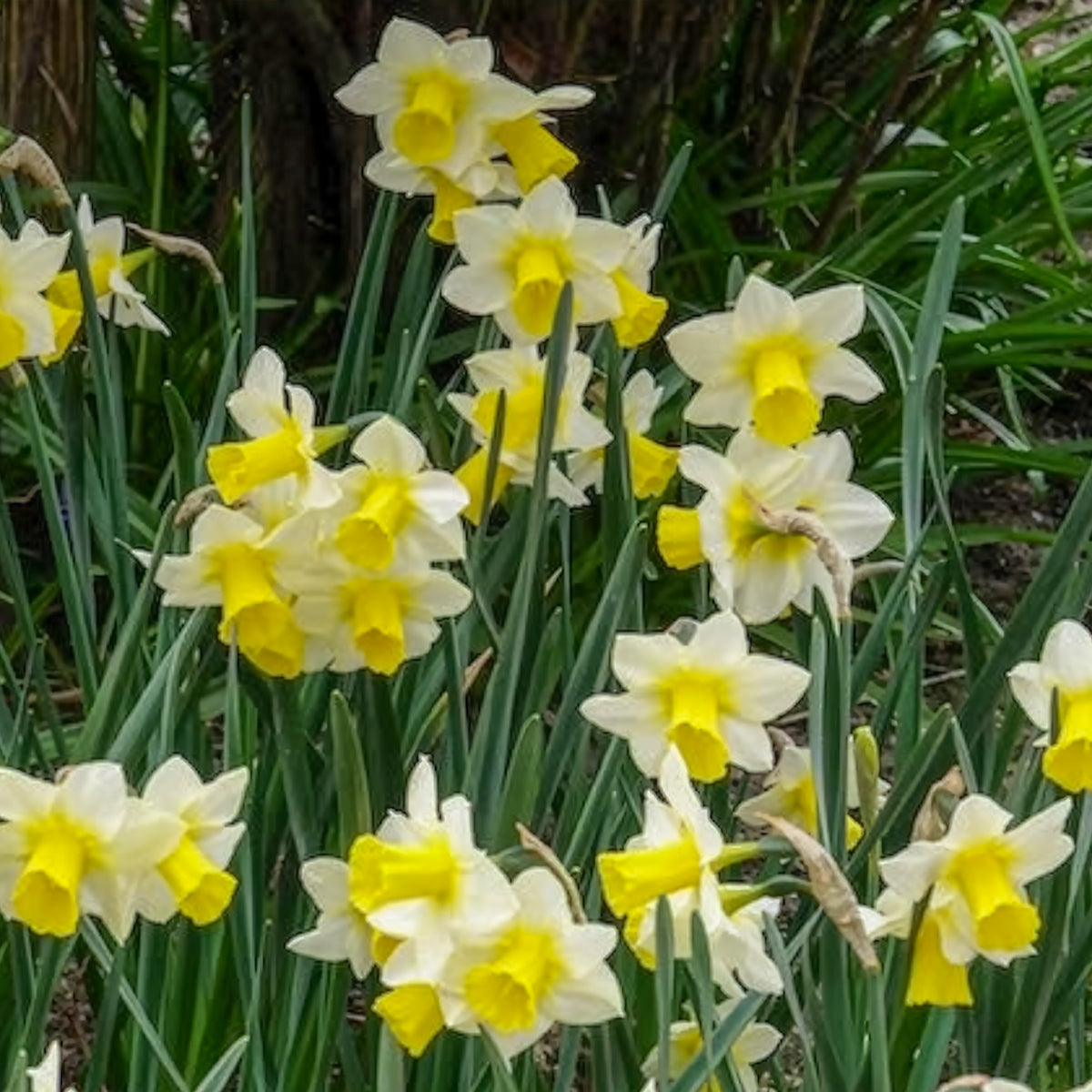 7 Narcisses Golden Echo - Narcissus 'golden echo' - Bakker