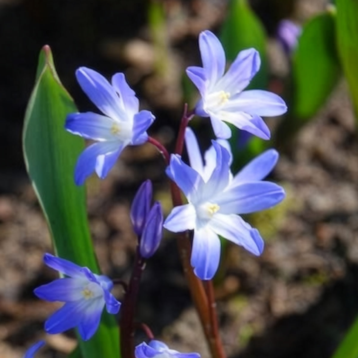 Chionodoxa 'forbesii' - 20 Gloire des Neiges 'Forbesii' - Bulbes de Gloire des neiges