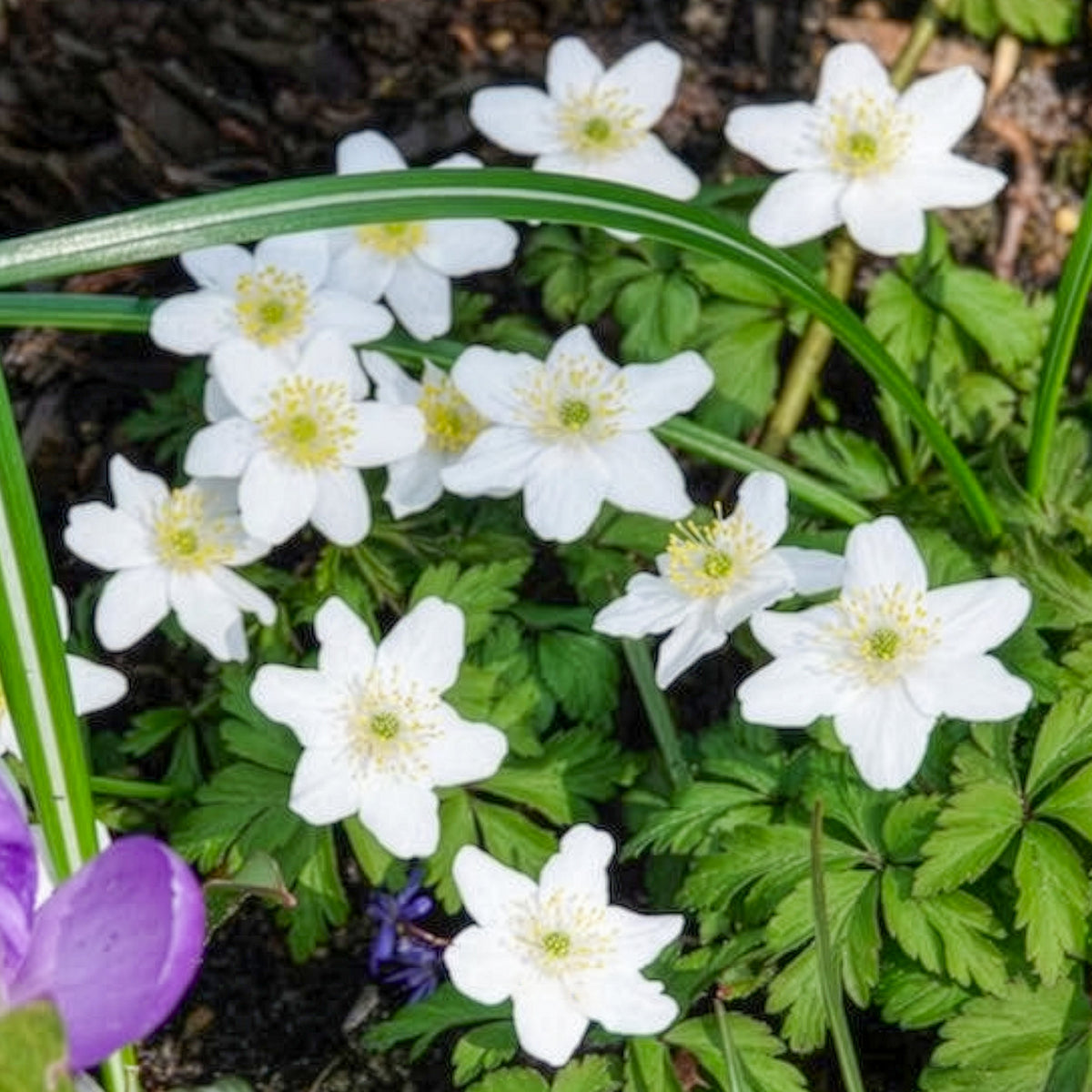 Bulbes d'Anémone - Anémone des bois - Anemone nemorosa