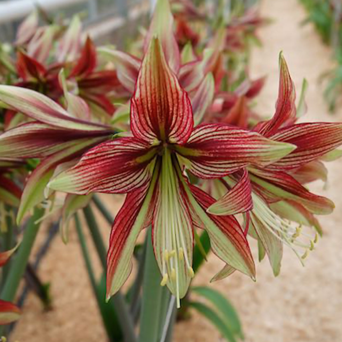 Hippeastrum Mystica - Amaryllis Mystica - Bulbes d'Amaryllis