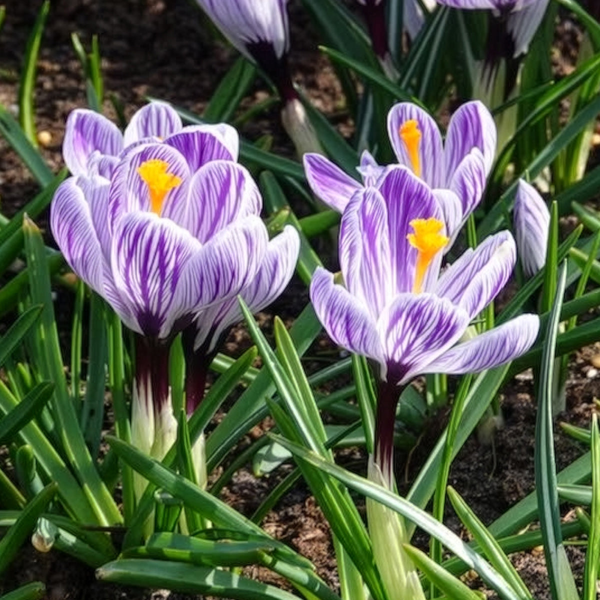 Vente Bulbes de Crocus - 15 Crocus Pick Wick