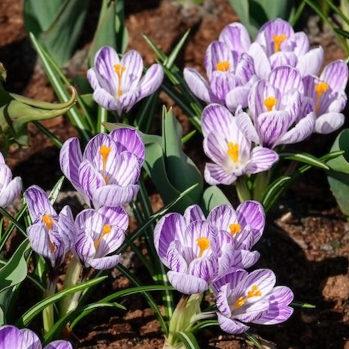 Vente 15 Crocus Pick Wick