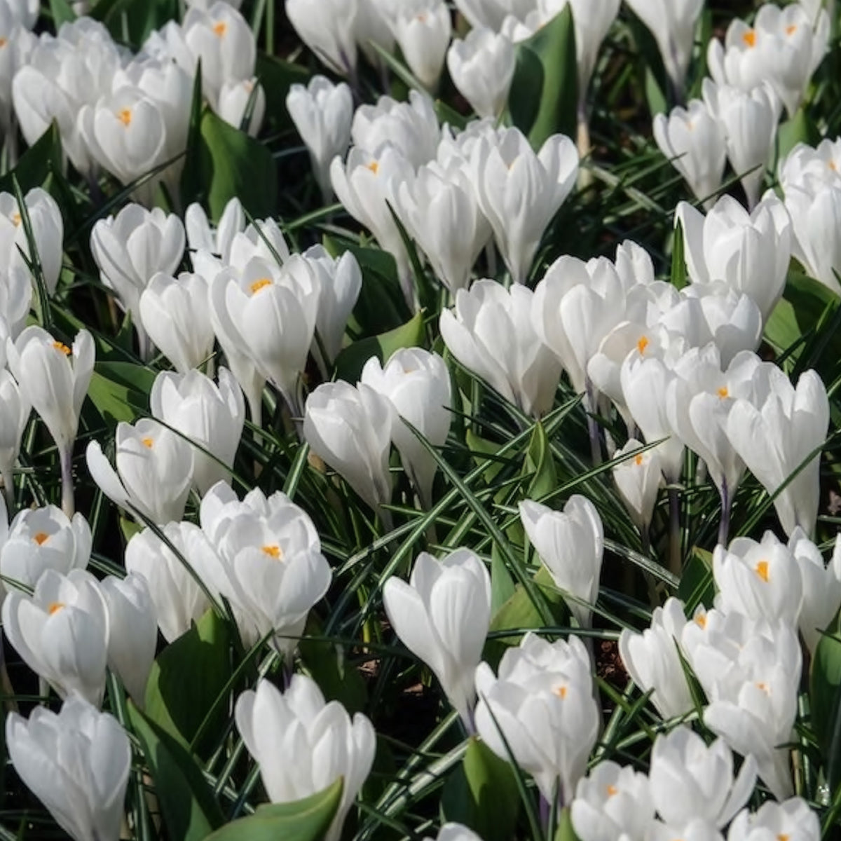 Vente 15 Crocus Jeanne d'Arc - Crocus vernus jeanne d'arc