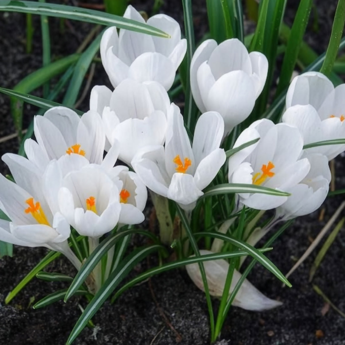 Vente 15 Crocus Jeanne d'Arc