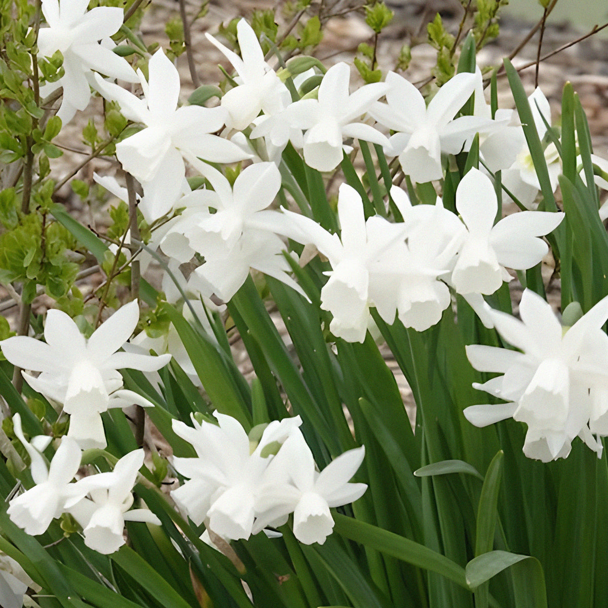 Bulbes de Narcisse - 7 Narcisses Thalia - Narcissus triandrus Thalia