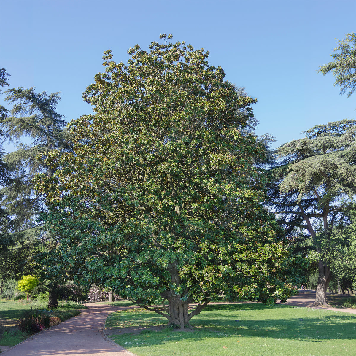 Magnolia grandiflora Alta - Magnolia grandiflora Alta - Bakker
