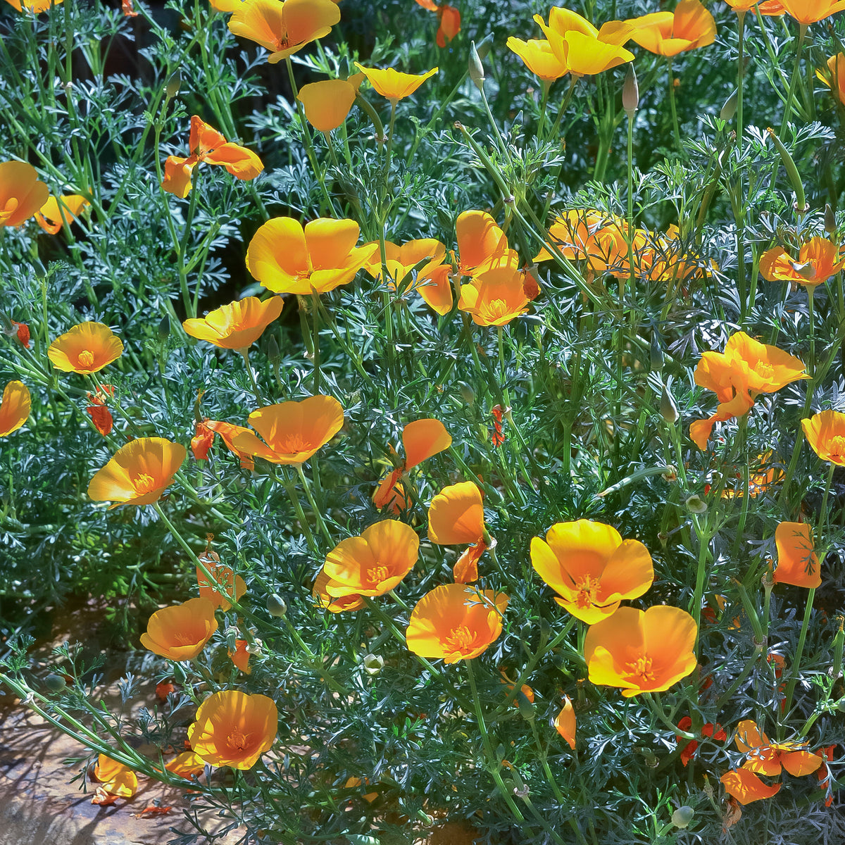 Vente Pavot de californie 'Aurantiaca' - Eschscholzia californica 'Aurantiaca'