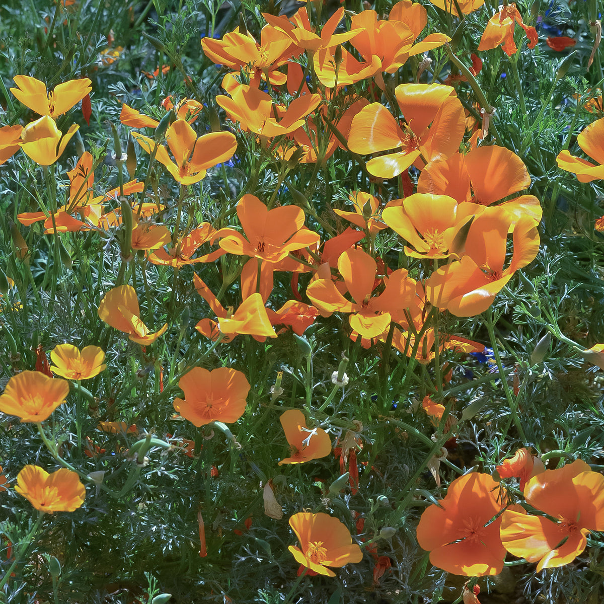 Vente Pavot de californie 'Aurantiaca'