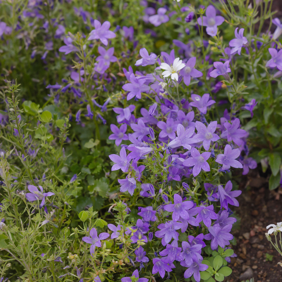 Vente Campanula portenschlagiana - Campanule des murailles