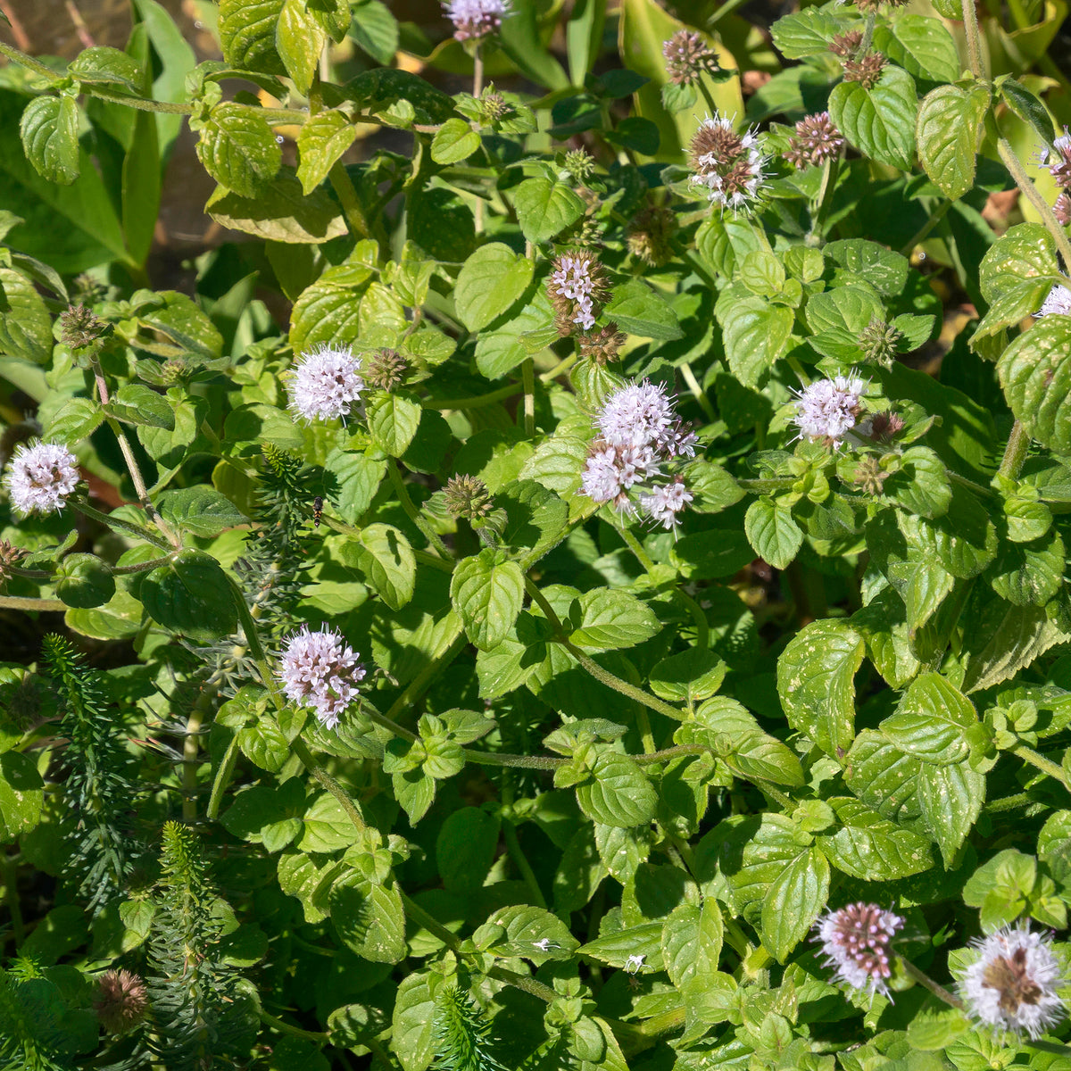 Menthe aquatique - Bakker