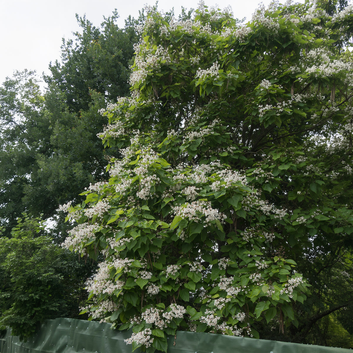 Vente Catalpa commun
