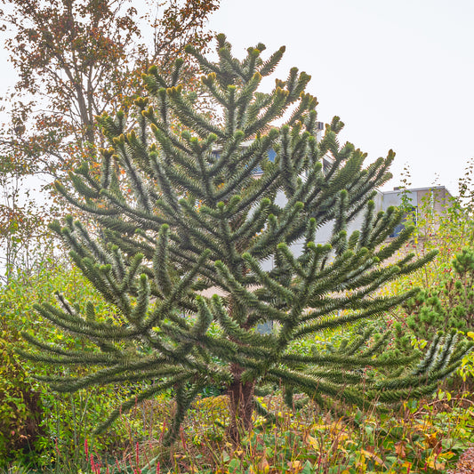 Désespoir des singes - Bakker