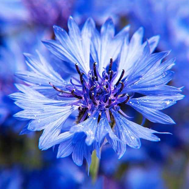 Bleuet () Bleuet