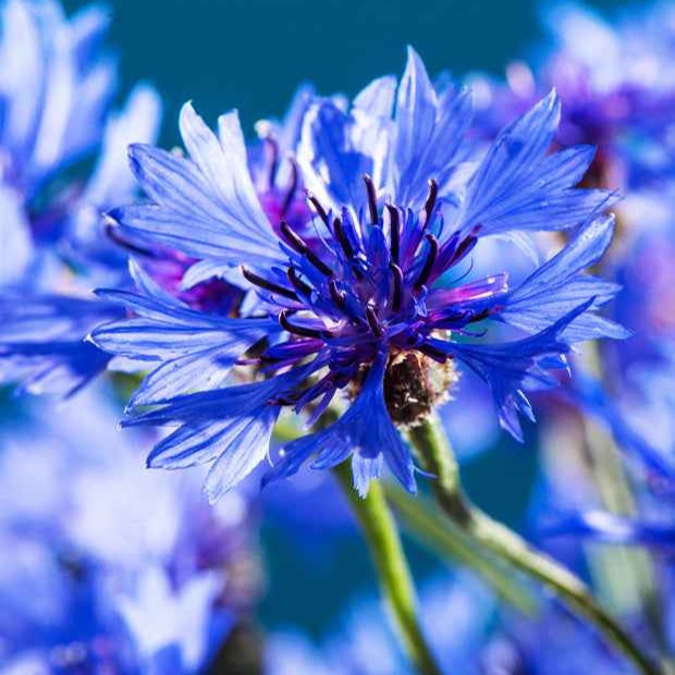 Graines de fleurs pour massifs et bordures - Bleuet champêtre Blue Boy - Centaurea cyanus Blue Boy