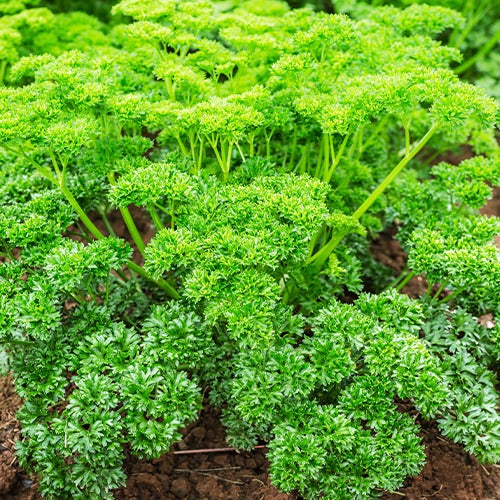 Collection d'aromatiques #2 - Collection de 6 aromatiques - Bakker