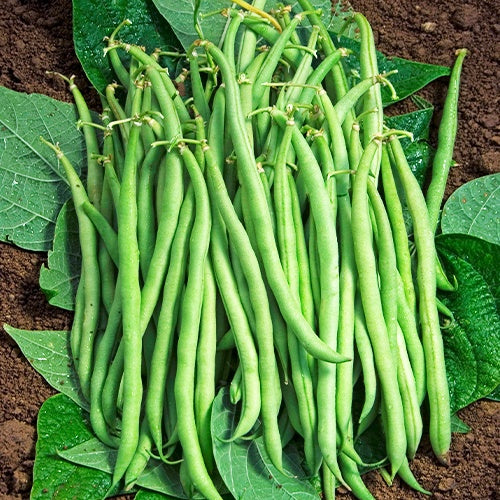Haricot nain mangetout Braimar (Obt. Brivain) 200g - Bakker