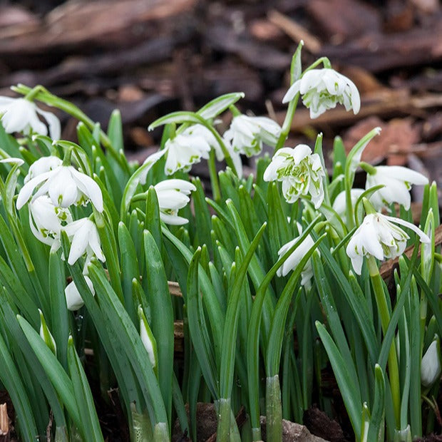 10 Perce-neige double - Bakker