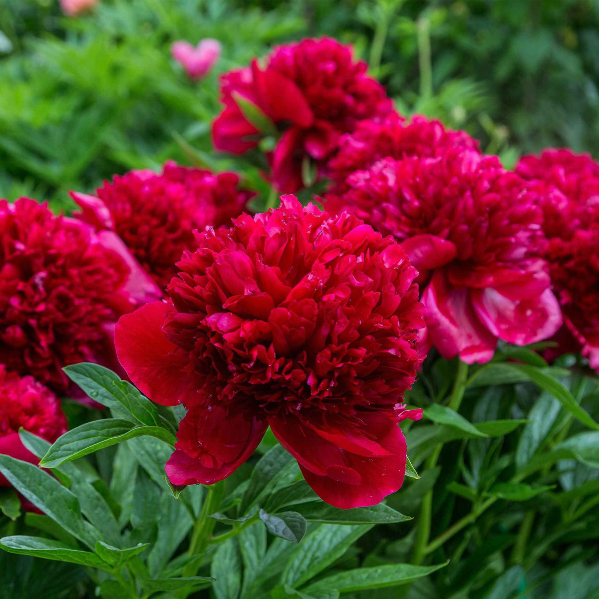 Paeonia lactiflora x Sorbet, Immaculée, Red Charm - Mélange de 3 pivoines : Immaculée, Sorbet, Red Charm - Pivoines