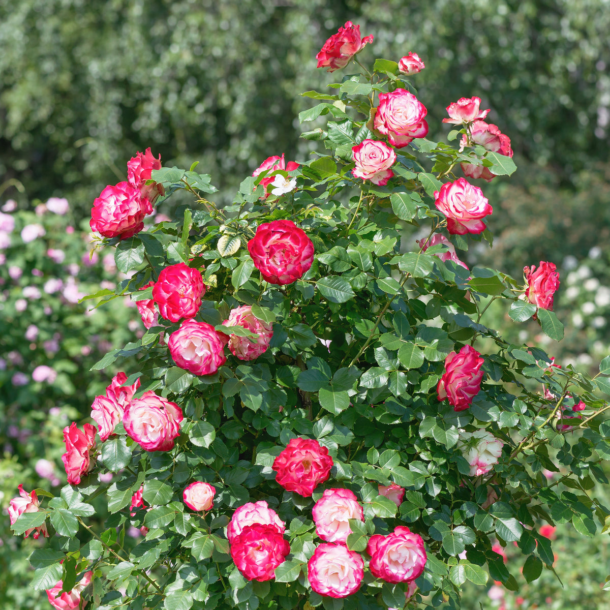 Rosier buisson Double Delight - Rosa Double Delight - Bakker