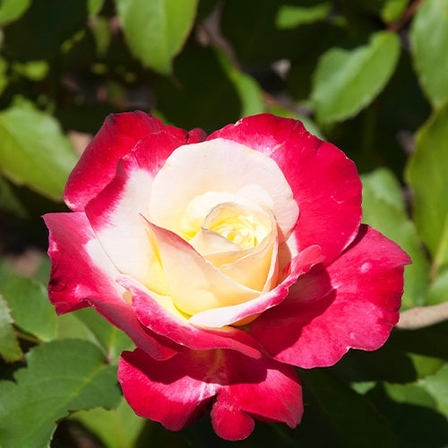 Rosiers - Rosier buisson Double Delight - Rosa Double Delight