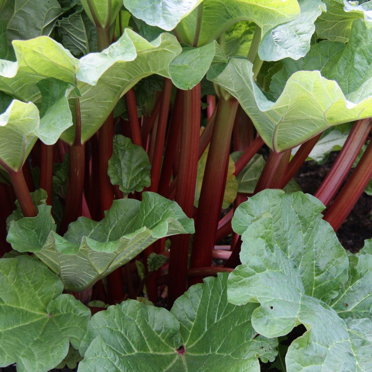 Rheum rhabarbarum - Rhubarbes - Plants potagers