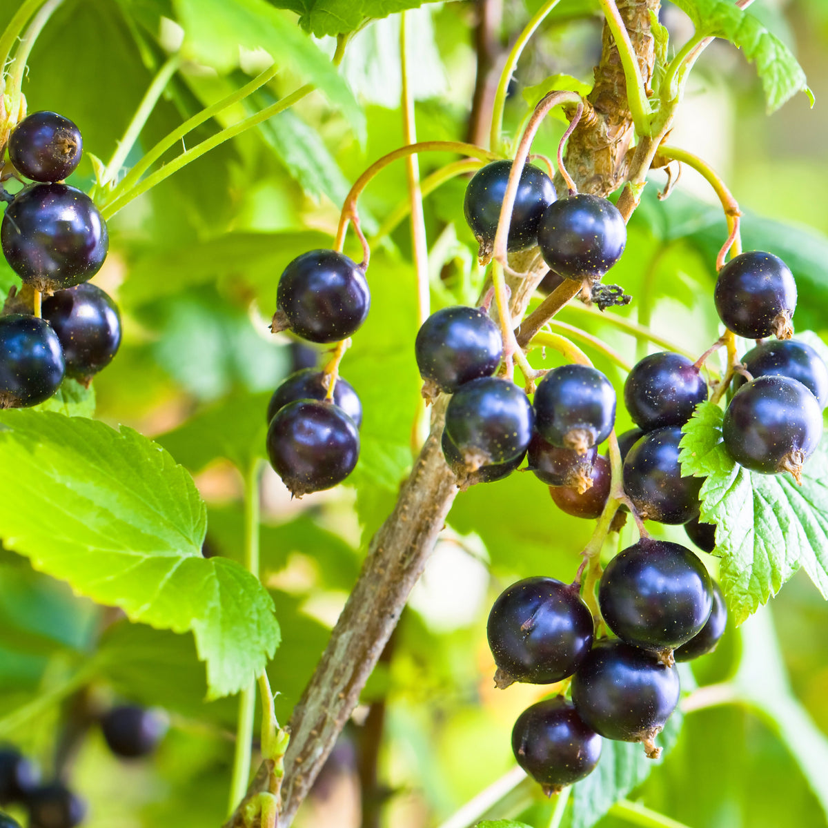 Ribes nigrum 'andega' - Cassissier à gros fruits Andega - Cassissiers