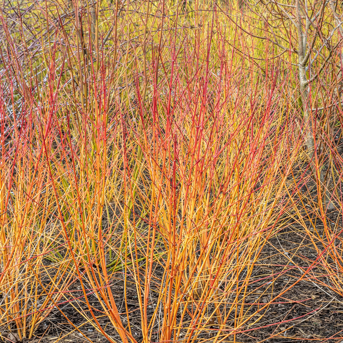 Cornouiller fluo Winter Flame - Cornus sanguinea winter flame ® ‘anny’ - Bakker