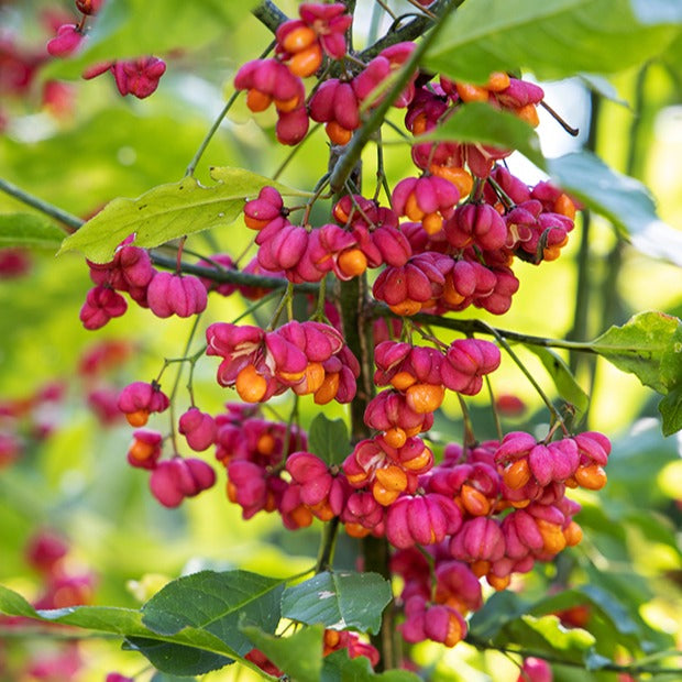 Euonymus europaeus - Fusain d'Europe - Arbustes