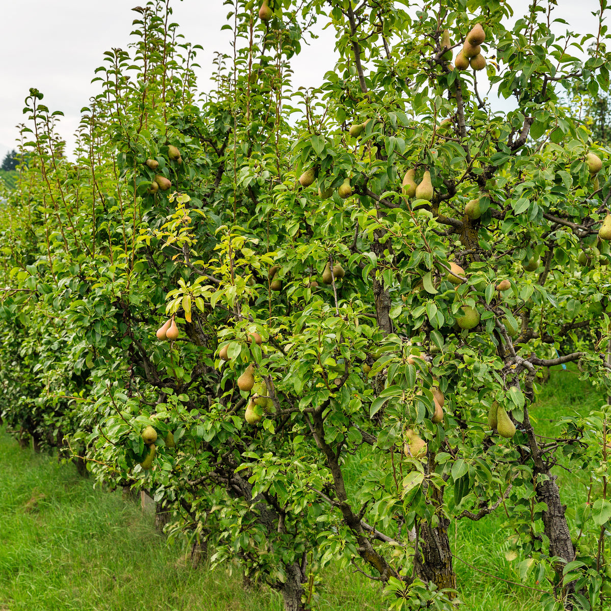 Poirier Conférence - Pyrus communis Conférence - Bakker