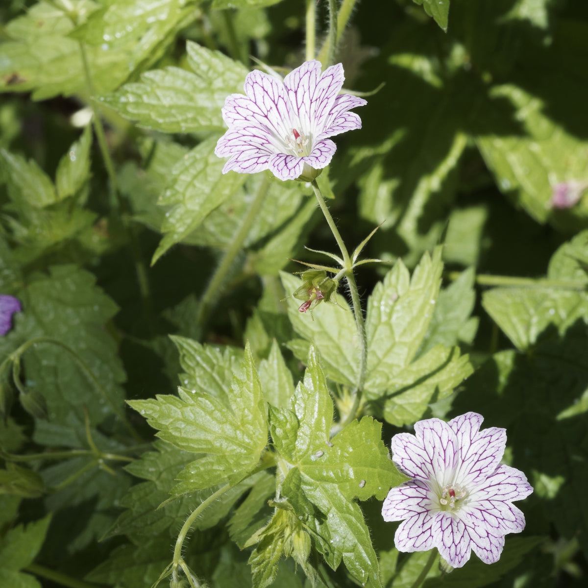 3 Géraniums vivaces striés - Geranium oxonianum katharine adèle - Bakker