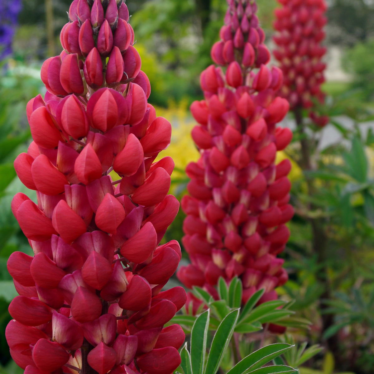 3 Lupins rouges - Lupinus russell red - Bakker